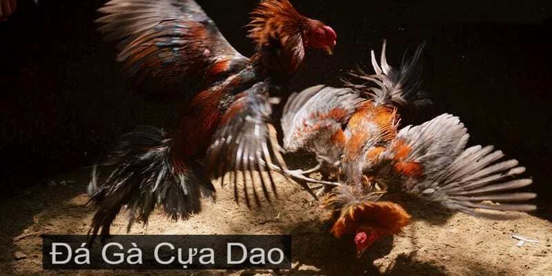 Đá Gà Cựa Dao: Sự Cạnh Tranh Không Hồi Kết Từ Chiến Kê