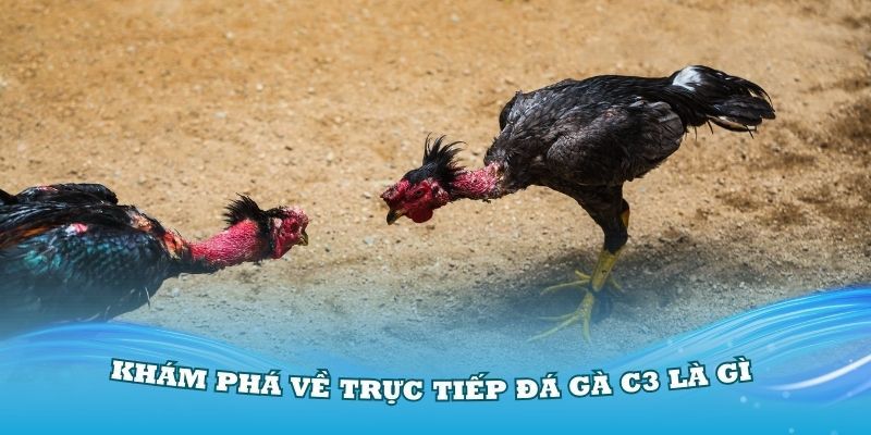 Đá Gà Trực Tiếp C3 Và Những Ưu Điểm Không Thể Bỏ Qua