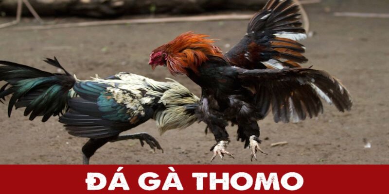 Đá Gà Thomo: Hình Thức Chơi Đem Lại Nhiều Giải Thưởng Lớn